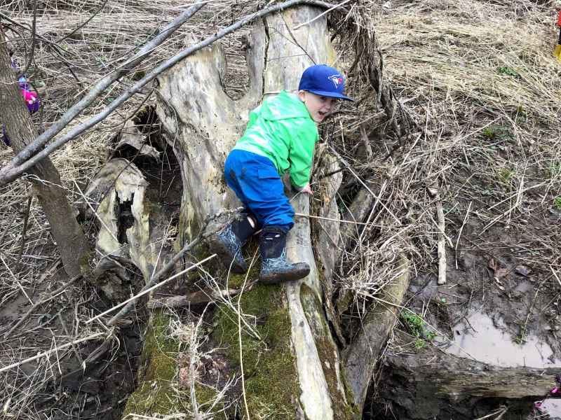 boy climbing a tree stump